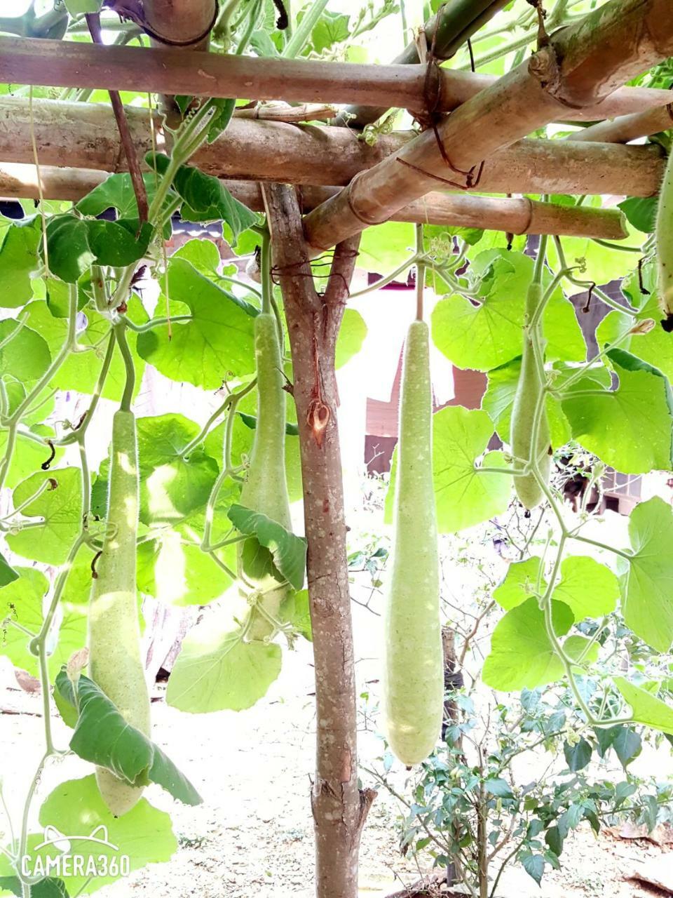 Phong Nha Love Homestay Buitenkant foto